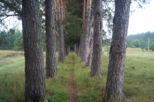 Царский скит. Богородичная аллея. Фото 6