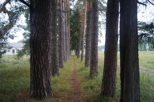 Царский скит. Богородичная аллея. Фото 8
