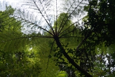 Древовидный папоротник