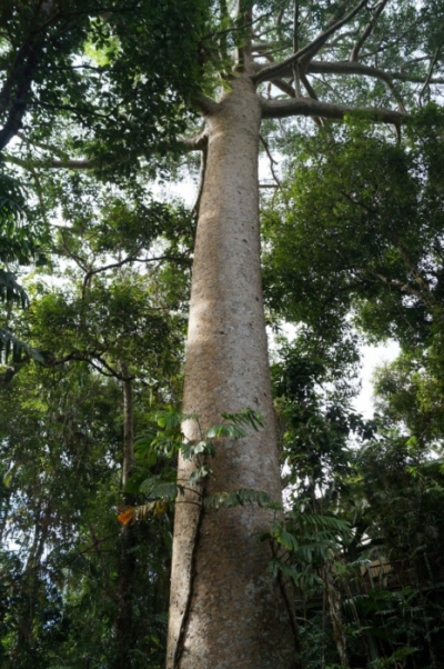 Огромный эвкалипт в тропическом лесу