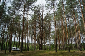 Мать-сосна, Павловский район, фото 2