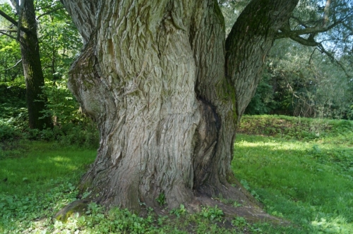 Это ветла, живущаяуже более 200 лет, немая свидетельница пребывания Пушкина в Болдине.