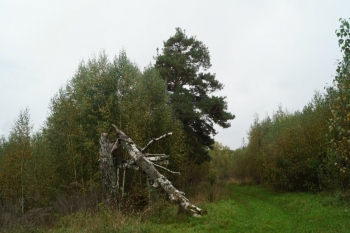 Марийские священные береза и сосна Цепелевские. Фото 3