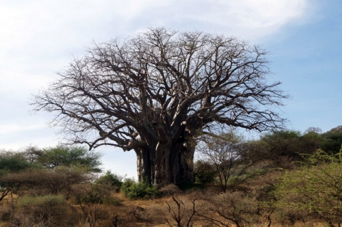 Удивительное дерево - баобаб