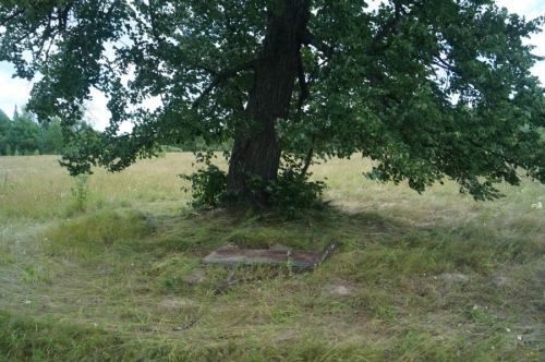 Трава у липы Апшатнерской примята кольцом. Возможно, кто-то ходит вокруг неё. Щит с её названием упал