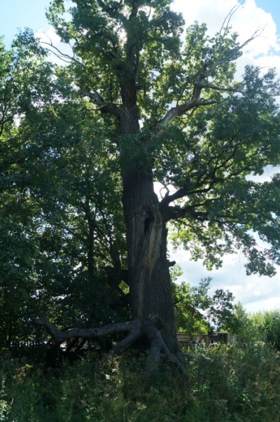 Исполин - Апшатнерский дуб
