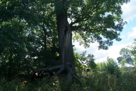Дуб Апшатнерский в деревне Кузнец