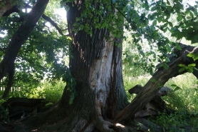 Дуб Апшатнерский