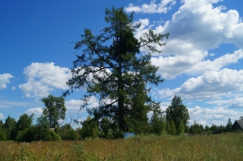 Лиственница Юронгская. Хорошо видна Ведьмина метла (густой пучок ветвей перед макушкой)