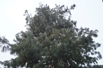 Потомок Кедра-долгожителя. Возраст ок. 40 лет