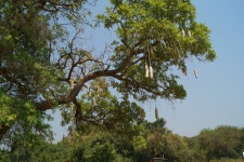 Так растет колбаса