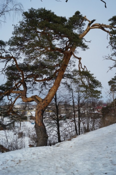 Кривая сосна на Городецком валу