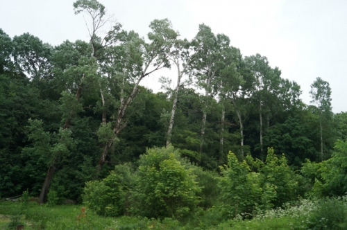 Аллея великанов-серебристых тополей на месте одной из усадеб Демидовых в Быковке