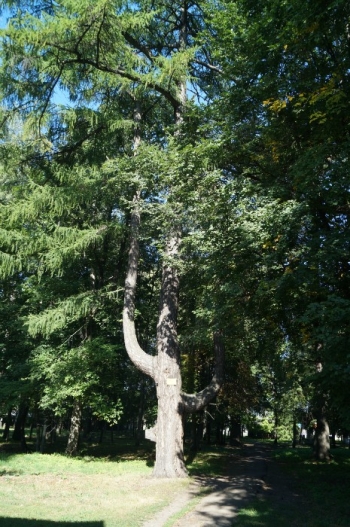 Лиственница-лира