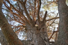 Ветви Графской сосны