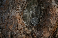 Подношения Графской сосне