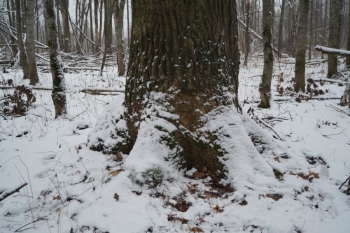 Диаметр Хохловского дуба в метре от земли около 1.5. метра