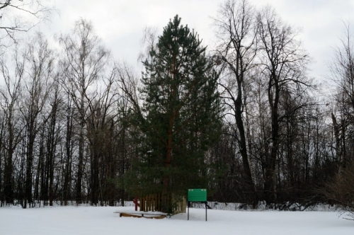 Святая сосна в Маровском монастыре (погибшая и молодая)