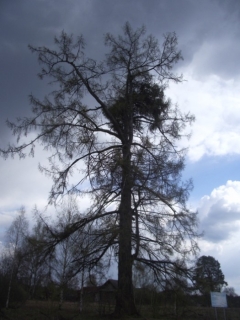 Лиственница Юронгская