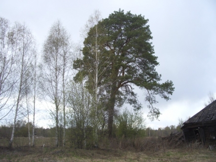 Огромная сосна в Малой Юронге