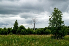 Ведьмино дерево (Череватовский вяз)