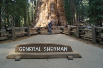 Дерево генерала Шермана фото 3