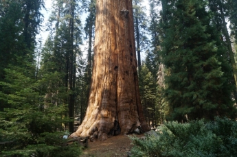 Дерево генерала Шермана фото 4