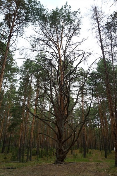 Мать-сосна в 2018 году (фото 2)