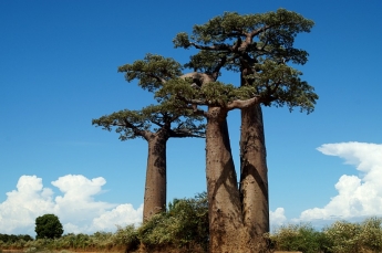 Два сросшихся Баобаба