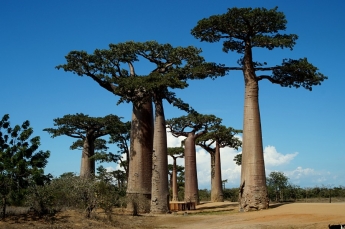 Баобаб-авеню днем