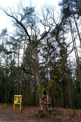 Дуб-отшельник в Беловежской Пуще