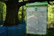 Табличка у дуба-исполина