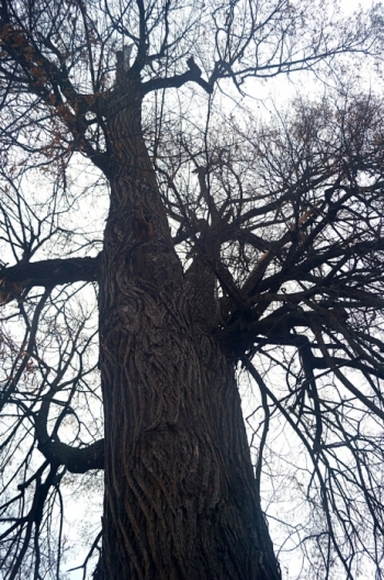 Старовозрастная липа в д. Сидорово (Городецкий район)