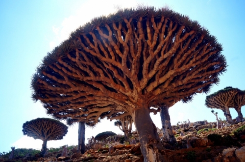 Удивительное Драконовое дерево