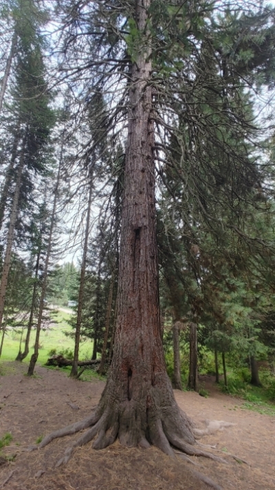 Трехсотлетний кедр у Серебряного ключа. П. Артыбаш