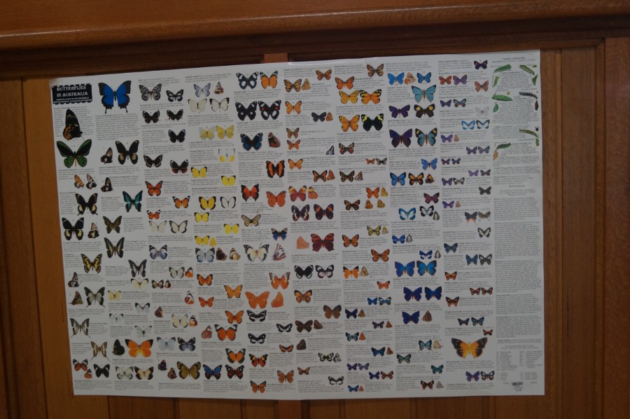 Вот такое многообразие бабочек