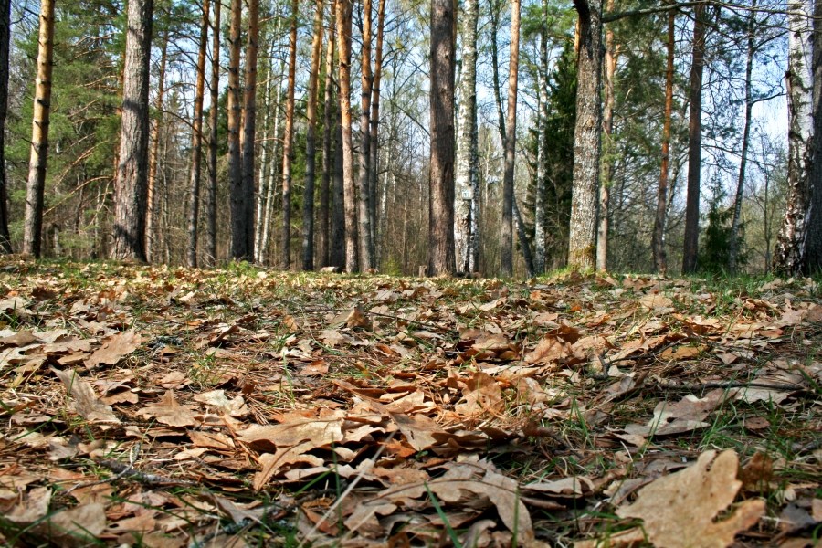 Прошлогодние письма