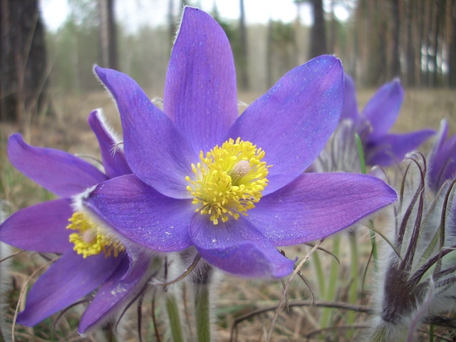 �������� ���������