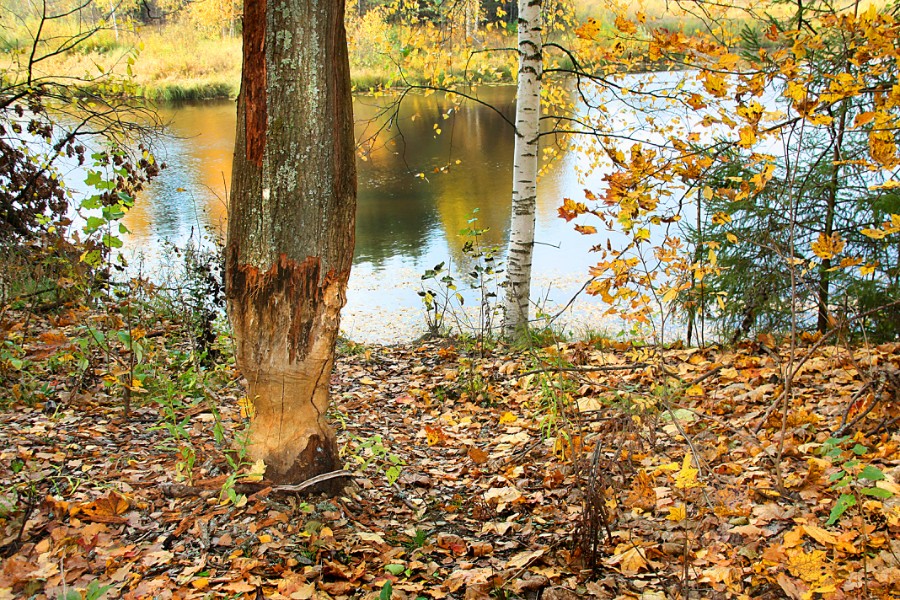 Краски октября 2011. Причуды природы. Фото 3.