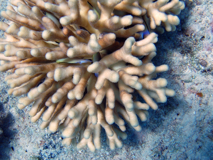 Кораллы Красного моря. Фото 3