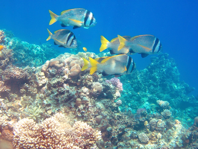 Рыбки и кораллы
