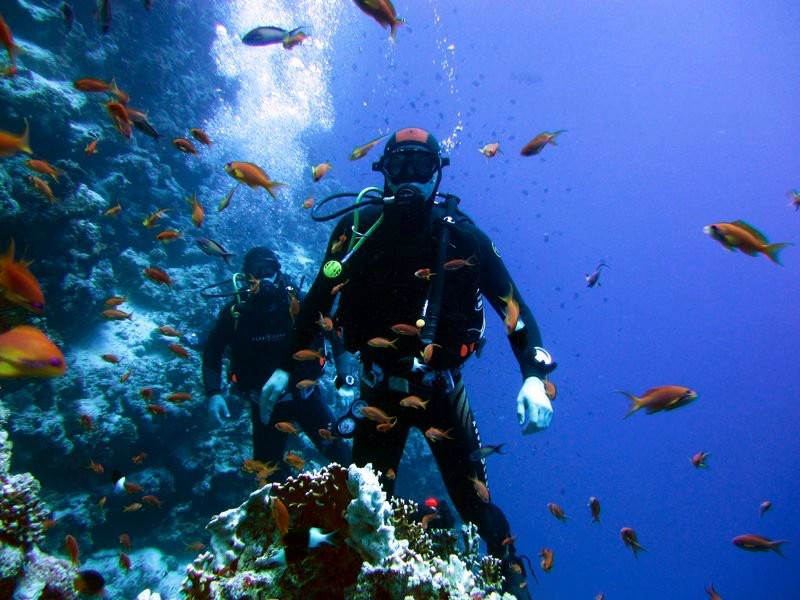 Подводный Мир Египта Фото