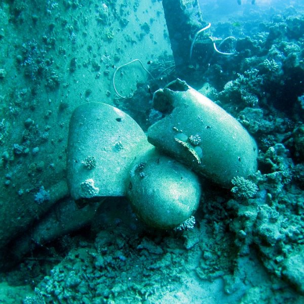 Подводный мир Красного моря (Египет, Шарм эль Шейх.). Фото 94