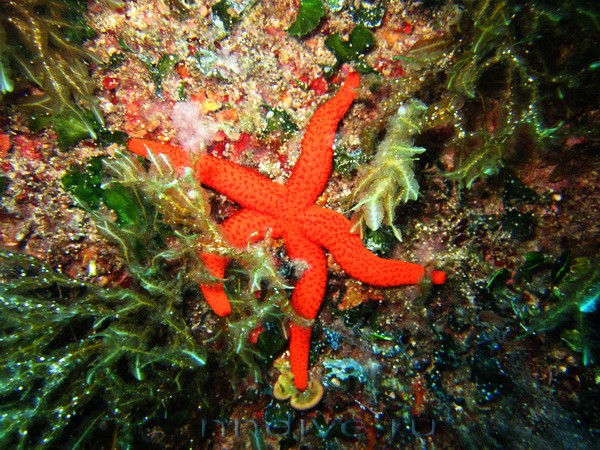 Морская звезда красная