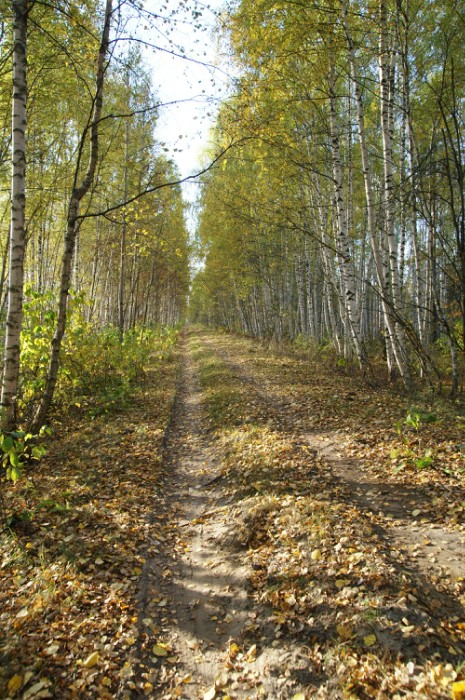 Дорога к деревне Долгое. Фото 2