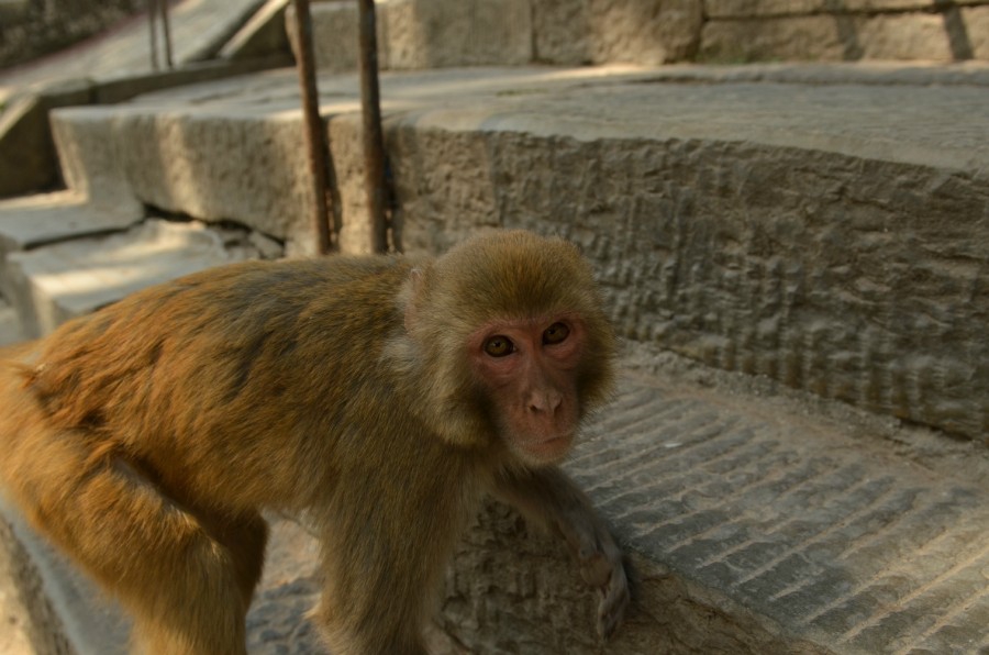 Обезьяны обитают около монастырей и в парках Катманду