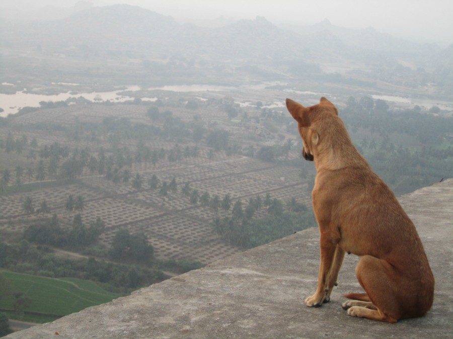 Собака, живущая на скале Ханумана