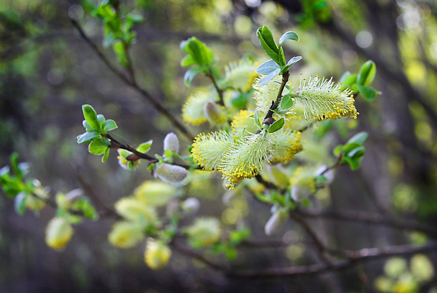 ������� �����. Foto 2