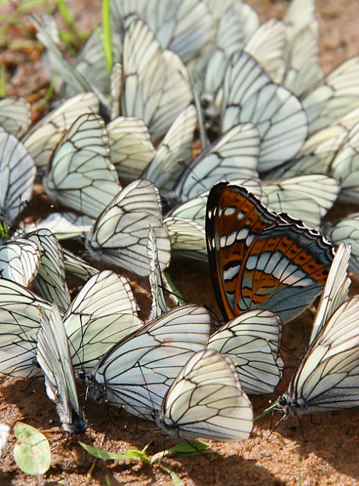 ����� ������...