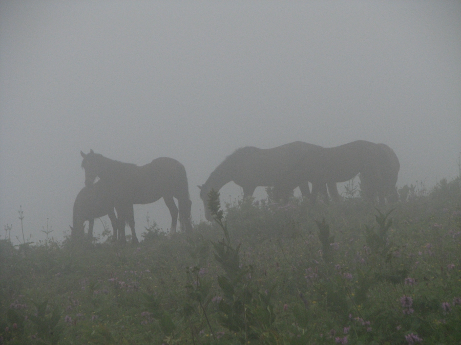 лошади в облаках